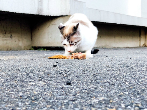 京都大学 大学猫