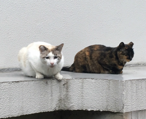 京都大学 大学猫