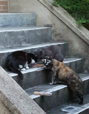 京都大学 大学猫