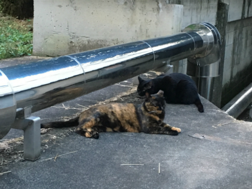 京都大学 大学猫