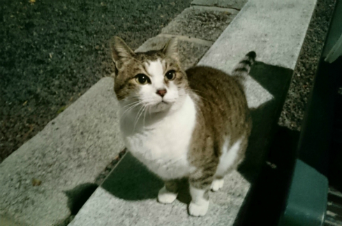 京都大学 大学猫