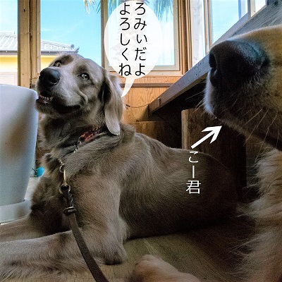 こー君　レジーナリゾート鴨川