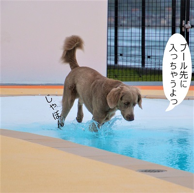 こー君　レジーナリゾート鴨川