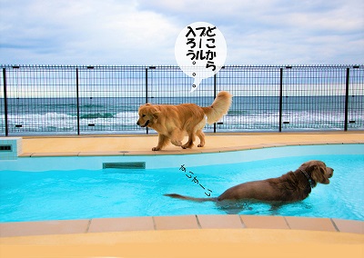 こー君　レジーナリゾート鴨川