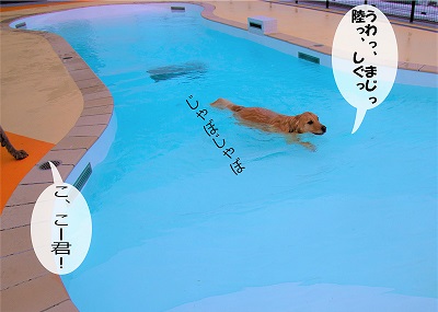 こー君　レジーナリゾート鴨川