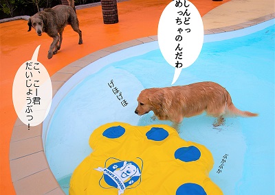 こー君　レジーナリゾート鴨川