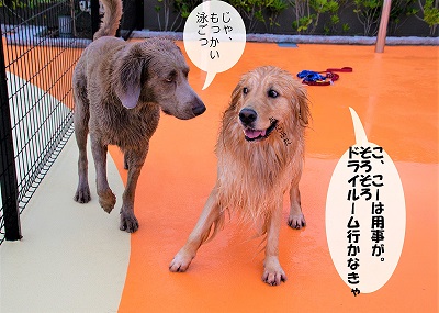 こー君　レジーナリゾート鴨川