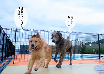 こー君　レジーナリゾート鴨川