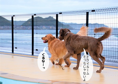 こー君　レジーナリゾート鴨川