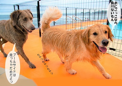 こー君　レジーナリゾート鴨川