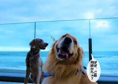 こー君　レジーナリゾート鴨川