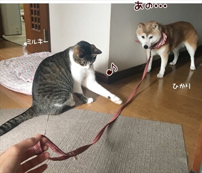 柴犬ひかりといちごと猫ミルキー