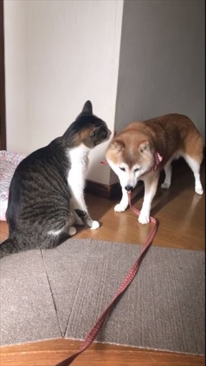柴犬ひかりといちごと猫ミルキー