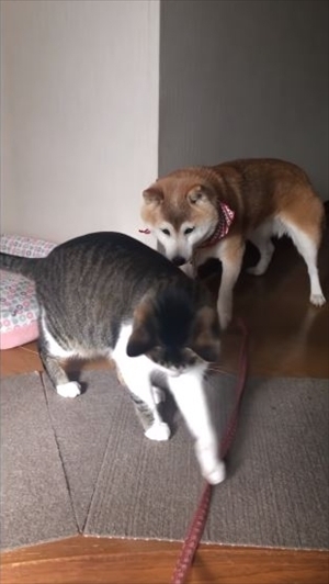 柴犬ひかりといちごと猫ミルキー