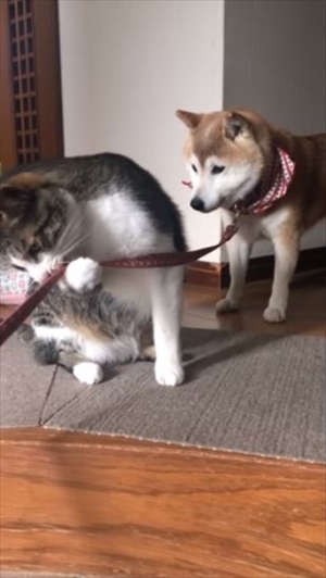 柴犬ひかりといちごと猫ミルキー