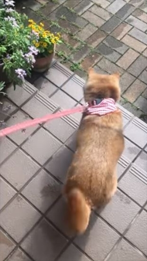 柴犬ひかりといちごと猫ミルキー