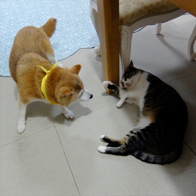 柴犬ひかりといちごと猫ミルキー
