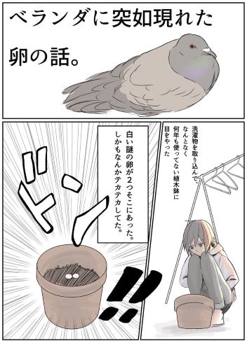 鳩 卵 ベランダ 鳥獣保護法