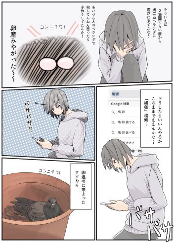 鳩 卵 ベランダ 鳥獣保護法