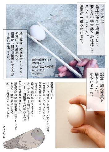 鳩 卵 ベランダ 鳥獣保護法