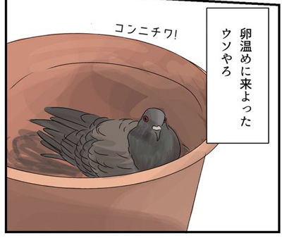 鳩 卵 ベランダ 鳥獣保護法