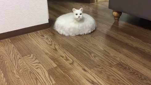 ネコ ルンバ 雑種 猫 合体 羊毛フェルト 怖い