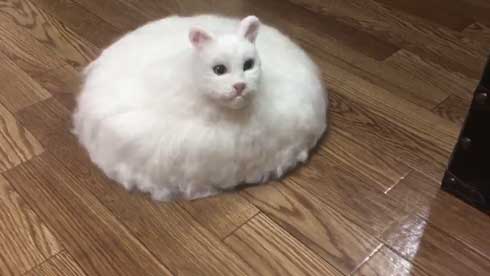 ネコ ルンバ 雑種 猫 合体 羊毛フェルト 怖い