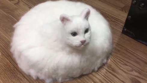 ネコ ルンバ 雑種 猫 合体 羊毛フェルト 怖い
