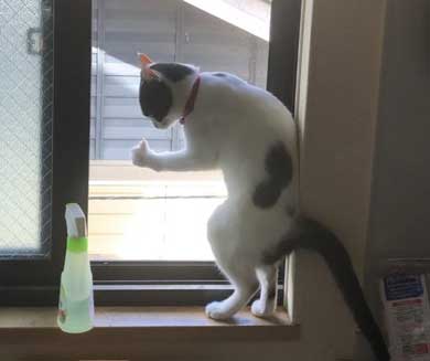 変な立ち方 猫 サムズアップ かっこいい ポーズ