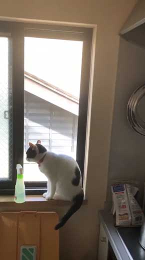 変な立ち方 猫 サムズアップ かっこいい ポーズ