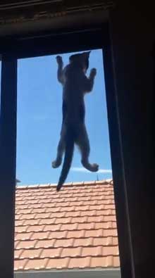 変な立ち方 猫 サムズアップ かっこいい ポーズ