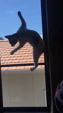 変な立ち方 猫 サムズアップ かっこいい ポーズ