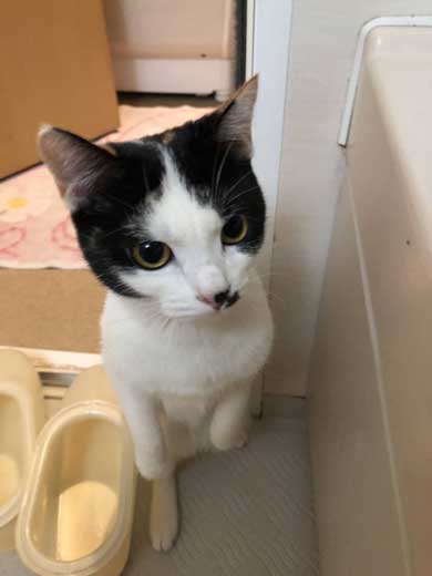 変な立ち方 猫 サムズアップ かっこいい ポーズ