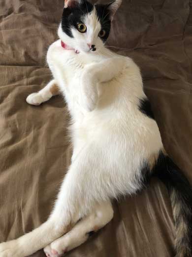 変な立ち方 猫 サムズアップ かっこいい ポーズ