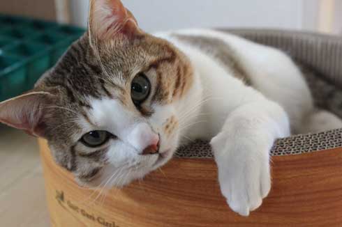 猫 メイン 武器 銃