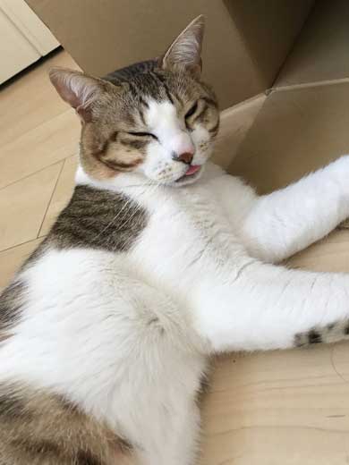 猫 メイン 武器 銃