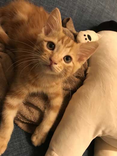 猫 メイン 武器 銃