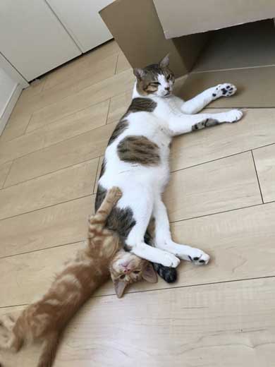 猫 メイン 武器 銃