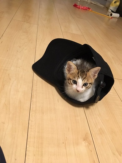 猫 メイン 武器 銃