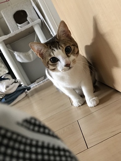 猫 メイン 武器 銃