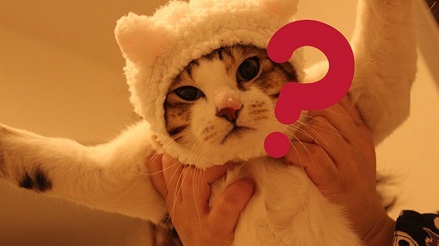 猫 メイン 武器 銃