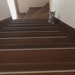 階段を登る猫ちゃんたち