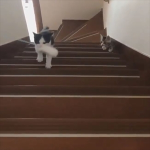 階段を登る猫ちゃんたち