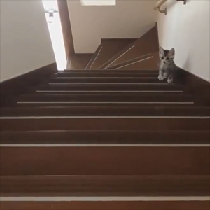 階段を登る猫ちゃんたち