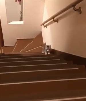 階段を登る猫ちゃんたち
