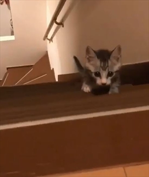 階段を登る猫ちゃんたち