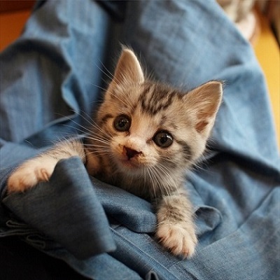 階段を登る猫ちゃんたち