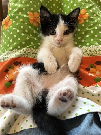 階段を登る猫ちゃんたち