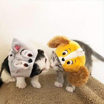 階段を登る猫ちゃんたち