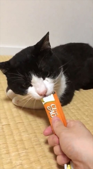 ちゅーるを味わう猫ちゃん